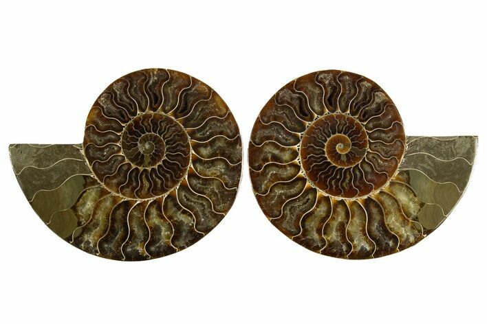 Cut & Polished, Agatized Ammonite Fossil - Madagascar #310607